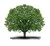 Arbre ascendants